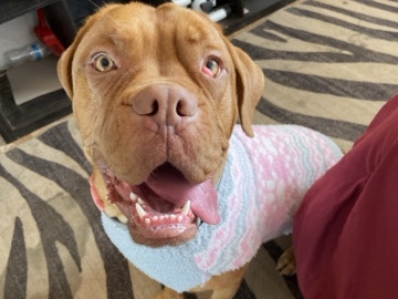 Dogue de Bordeaux – dogue de bordeaux – Hemet