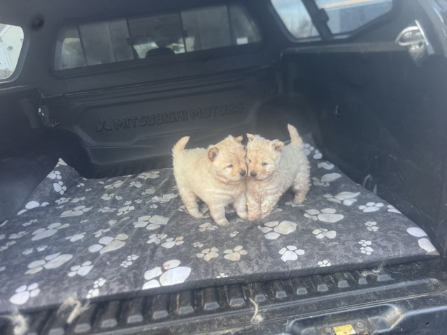 Mixed Breed – I have one chowchow cross Labrador retriever female puppy for sale – Bilston
