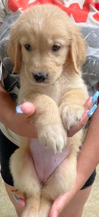 Golden Retriever – Adorable Golden Retriever Puppies
