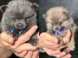 Pomeranian – puppies – Burton-On-Trent