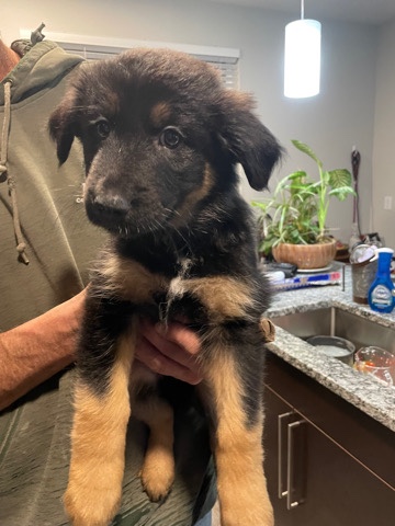 puppies that are in need of Homes