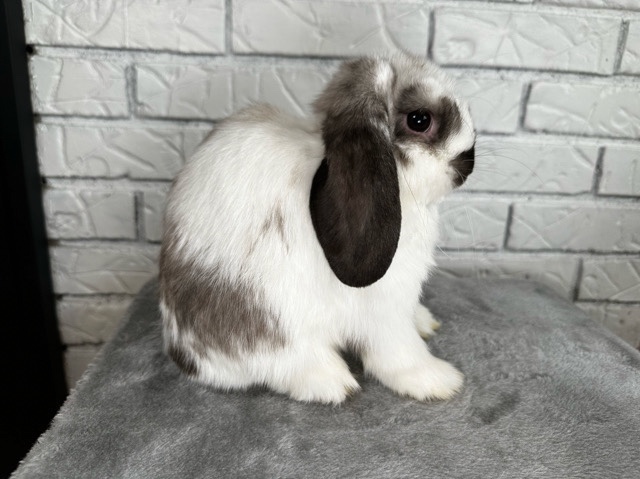 Holland Lop – Holland Lop Buck – Duluth