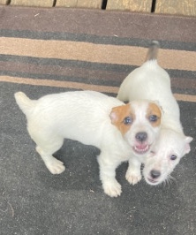 Jack Russell Terrier – Anderson pups