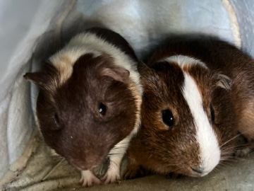Guinea Pig – two piggies in need of rehoming – Paramount