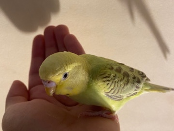Budgerigar – hand tame parakeets