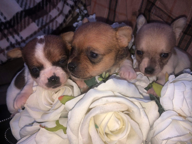 Jack Russell Terrier – jack Russel puppies for sale