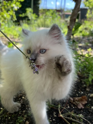 2 Birma Männchen, 11 Wochen alt