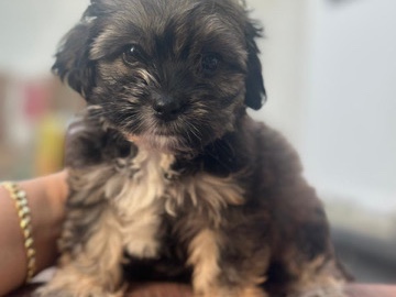 Maltipoo - Maltipoo female  available for adoption in Dubai