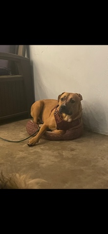 American Pit Bull Terrier – Friendly pit bull looking for new home