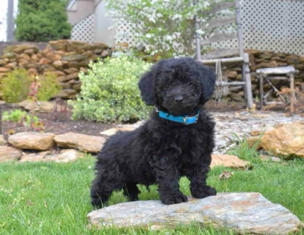Poodle – Black Mini Poodle Pupp