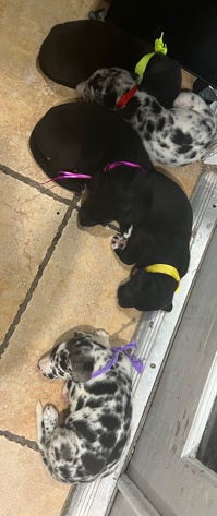 Great Dane – Great dane puppies