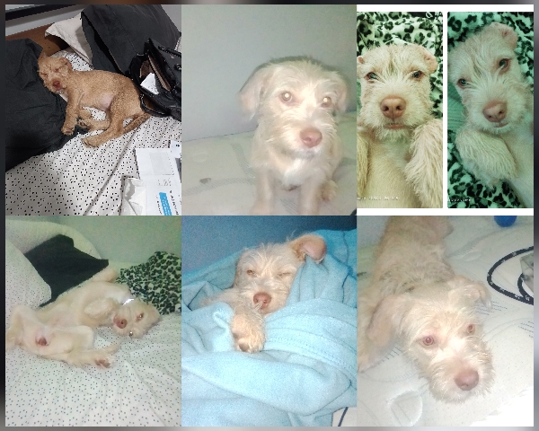 Poodle – Labroodle,Pit mix