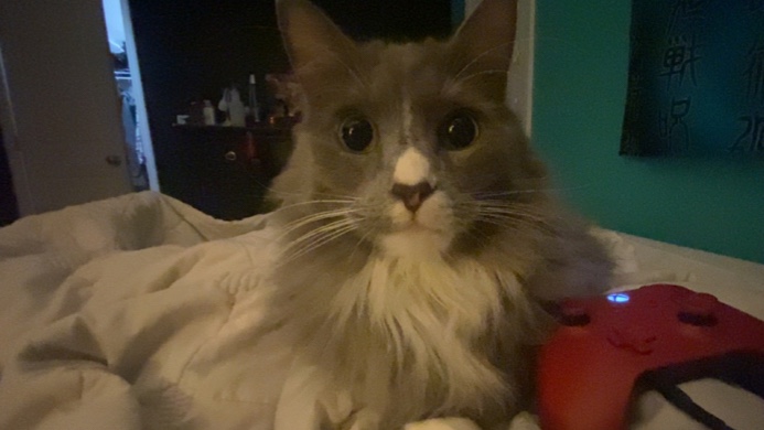 free cat needs rehoming