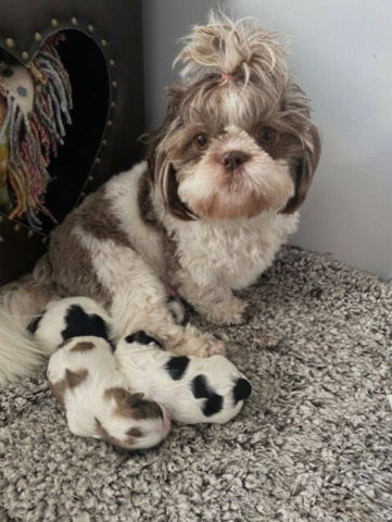 Shih Tzu – stunning shih tzu puppies up for sale