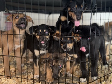 Labrador Husky – Family-Raised Labsky Puppies – Husky x Lab Mix – Lawrenceville