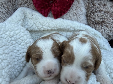 Cavapoo – Cavapoo – Ephrata