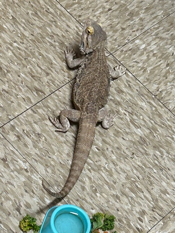 Any – Bearded Dragon Needs New Home no time for her