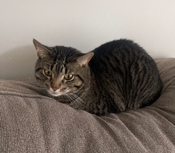 CAT for free