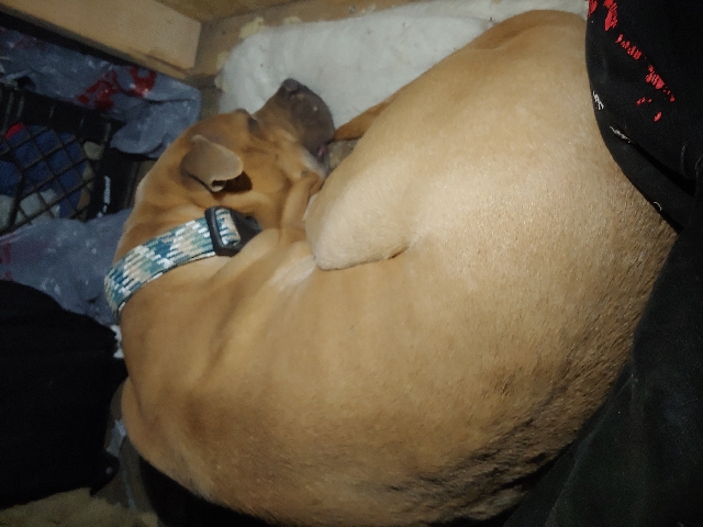 American Pit Bull Terrier – red nose pit