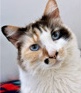 Ragdoll – Sweetest Cat