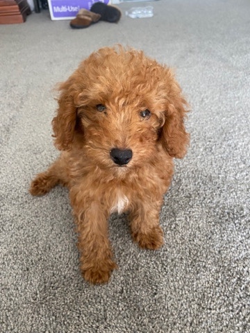 Poodle – mini poodle