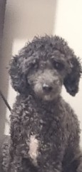 Poodle – parti poodle girl