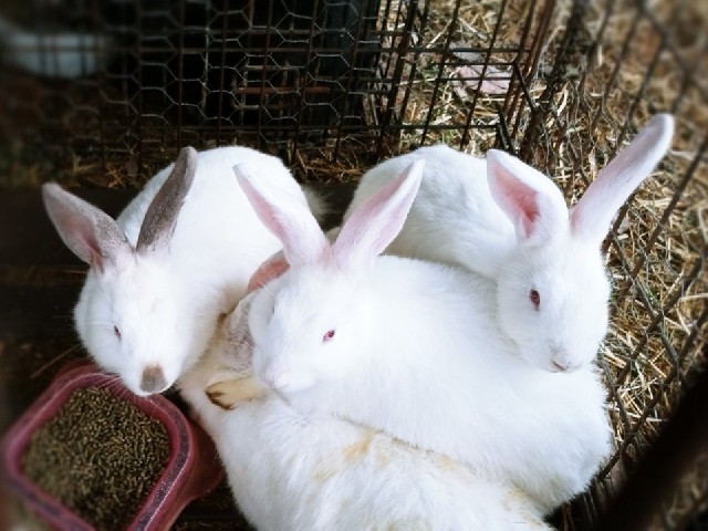 Flemish Giant – pet bunnie's looking for a new forever home!!
