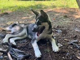 Siberian Husky – siberian husky – Winston-Salem
