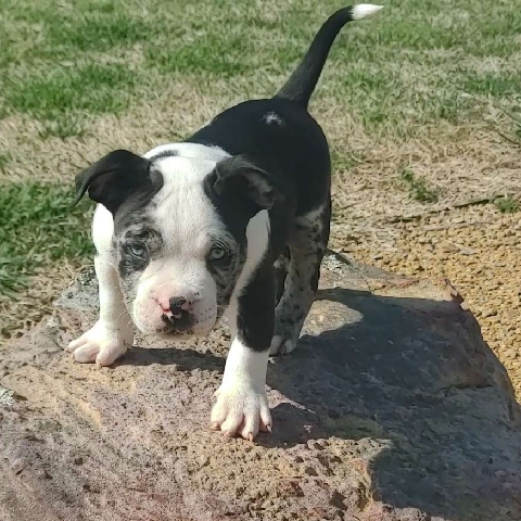 Bull Terrier (Miniature) – Exo Pocket Bully pups In Dallas