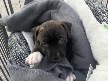 Mixed Breed – Adorable Pitbull/Lab Mix Puppy – Energetic & Ready for a Loving Home 🐶 – Boynton Beach