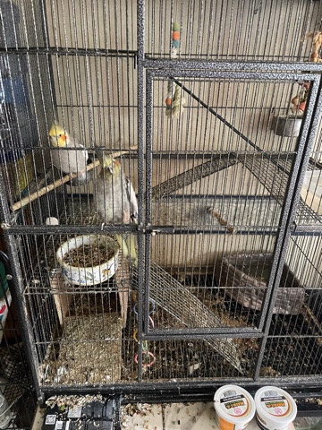 cockatiels