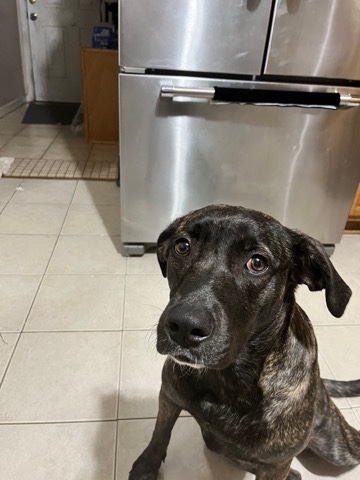 KoKo looking for a new home