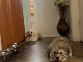 los papás de los cachorrotos 