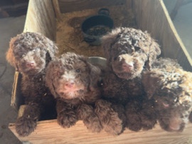 Poodle – Puppies for sale