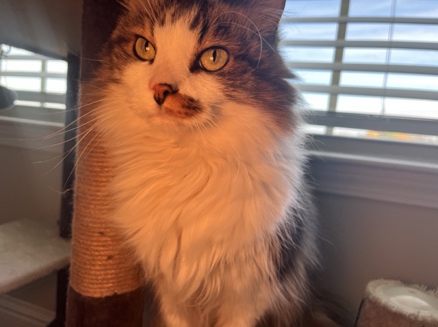 Male Adult Cat