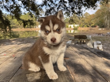 Siberian Husky – SIBERIAN HUSKY