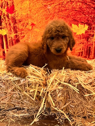 Standard Goldendoodle