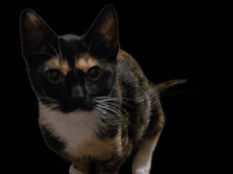 American Shorthair – Punky Browster – Chula Vista