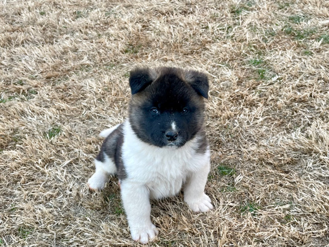Akita Pups (Neiko)