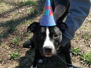 American Pit Bull Terrier – please help