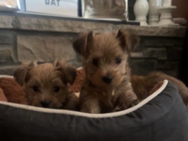 Yorkshire Terrier – Puppies for sale – Surprise