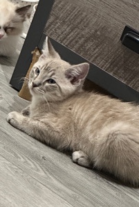 Ragdoll – Ragdoll hudson