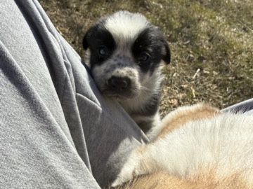 Border Collie – Puppies (Collie/heeler cross) – Douglas No. 436