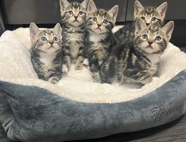 five stunning kittens ready now