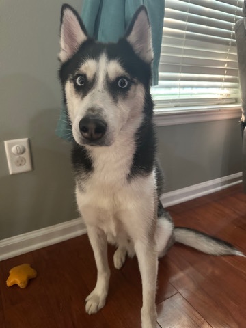 Siberian Husky – Jasper the Husky