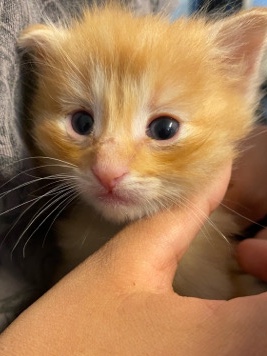 Russian White, Black and Tabby – Free kittens