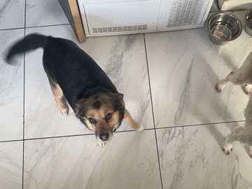 Mixed Breed – female mixed breed to rehome – Jarrow