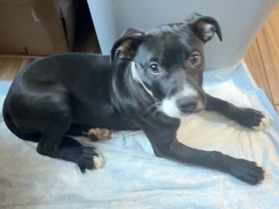 American Pit Bull Terrier – Friendly American Pit Bull Terrier Puppy – 2.5 Months Old – Washington