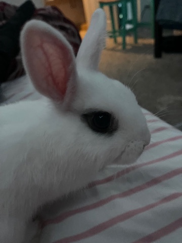 Dwarf Hotot – Bunny for Sale