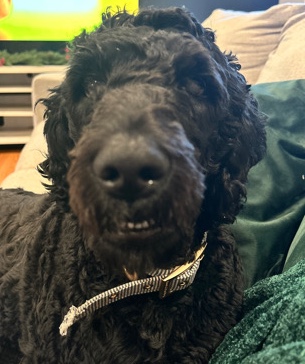 Golden Retriever – Golden Doodle